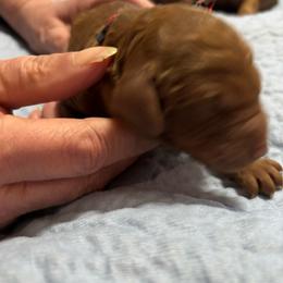 Red  Collar - Red  male Poodle puppy in Henagar, Alabama from Windy Oak Kennels