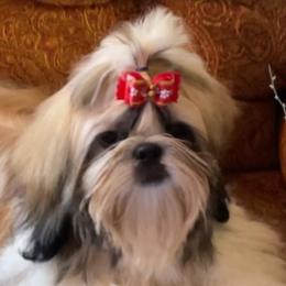 Romeo  - Shih Tzu