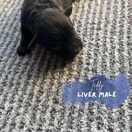 Miniature Schnauzer Puppies from Barkin’ Beauty Schnauzers