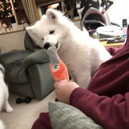 Samoyed Puppies from Calista Samoyeds