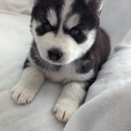 Siberian Husky Puppies from 3 Rivers Siberians(Richard's)