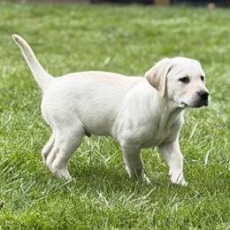 Atlas - Yellow male Labrador Retriever puppy in Sweet Home, Oregon from Snowpeak English Labradors