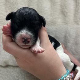 Catan - Parti male Goldendoodle puppy in Lancaster, Pennsylvania from Doodles in the Skye