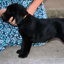 Tina - Black female Labrador Retriever puppy in Camden, Ohio from Prebleridge Acres