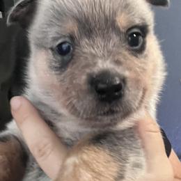-Boy 2 - Blue male Australian Cattle Dog puppy in Kaufman, Texas from Emberwick Ranch