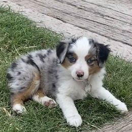 Toy Australian Shepherd Puppies from CincoRanch Toy Aussies