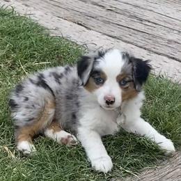 Toy Australian Shepherd Puppies from CincoRanch Toy Aussies