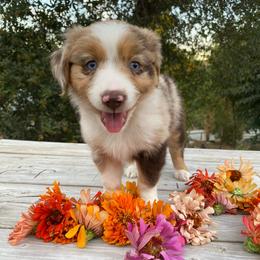 Rocky Road - Red merle female Miniature Australian Shepherd puppy in Sonora, California from Quarle Ranch Mini Aussies