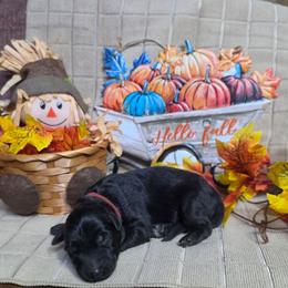 Red Collar Male - Black male German Shepherd puppy in Cadet, Missouri from Working Valley Shepherds