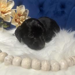 Midnight - Black male Dachshund puppy in Saint Peter, Illinois from Ashton’s Doxies of Southern IL