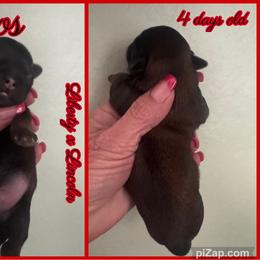 Amos - Red male Shih Tzu puppy in Beatrice, Nebraska from I Shih Tzu Not Puppies