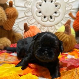 Johnny Cash - Black male Shih Tzu puppy in Sherman, Texas from Shannon’s Sugar Sweet Shih Tzu’s