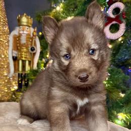 Eira - Red and white female Siberian Husky puppy in Ravena, New York from Osiris’s Siberians & Pomskies