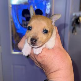 Pup C - White and tan male Toy Fox Terrier puppy in Clermont, Florida from Debbie Hiles's Toy Fox Terriers