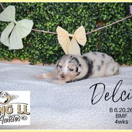 Delcine - Blue merle female Miniature Australian Shepherd puppy in Madisonville, Texas from Flying LL Aussies