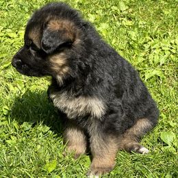 German Shepherd Puppies from Casale Shepherds