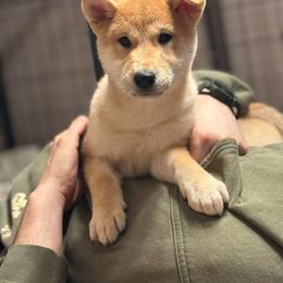 Bash - Red male Shiba Inu puppy in Gladewater, Texas from Mirage Siberians