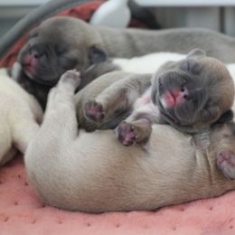 French Bulldog Puppies from Kismet French Bulldogs
