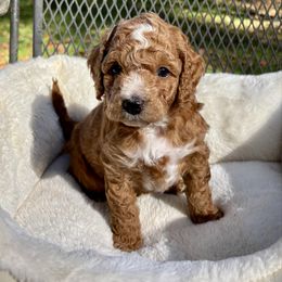 Cider - Red male Cockapoo puppy in Marietta, South Carolina from River Falls Cockapoos