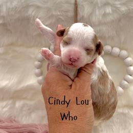 Cindy Lou Who - Blenheim female Cavapoo puppy in Utah County, Utah from Cascade Springs Doodles