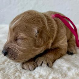 Brioche - Red  female Goldendoodle puppy in Concord, California from Golden State Good Dogs