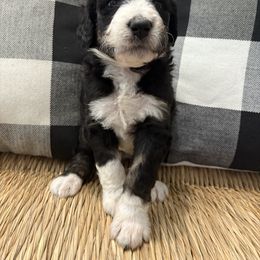 Woody - Black and white male Bernedoodle puppy in Beachwood, Ohio from Paws of the Vineyard
