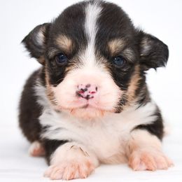 Rowen - Black and tan male Pembroke Welsh Corgi puppy in San Antonio, Texas from Moxxi's Legacy Corgis