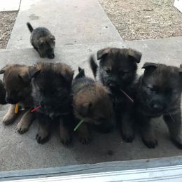 German Shepherd Puppies from Olsen Creek Kennels