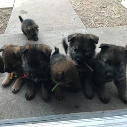 German Shepherd Puppies from Olsen Creek Kennels
