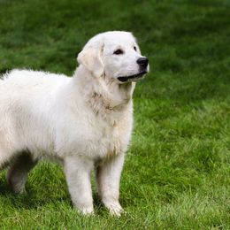 Lady - Golden Retriever