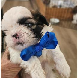 Timmy - Black gold and white male Shih Tzu puppy in Corona, California from Trinity Shihtzu's So Calif