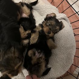 Yorkshire Terrier Puppies from Walnut yorkies