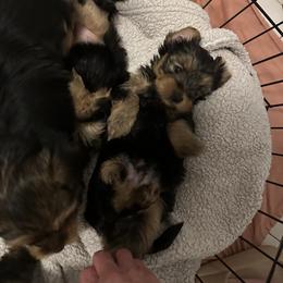 Yorkshire Terrier Puppies from Walnut yorkies