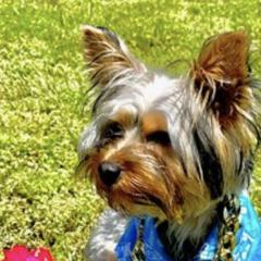 Yorkshire Terriers from Marisol's Yorkies