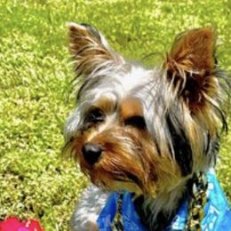 Yorkshire Terriers from Marisol's Yorkies