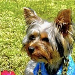 Yorkshire Terriers from Marisol's Yorkies
