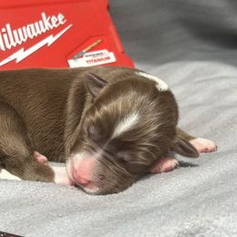Trainer - Red tri-color female Australian Shepherd puppy in Litchfield, New Hampshire from Aussies Edge Farm