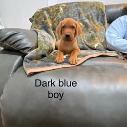 Boy 4 - Yellow Labrador Retriever puppy in North Carolina from Luvalab Kennels