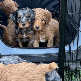 Goldendoodles from Michelle's Goldendoodles