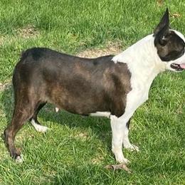 Ella - Boston Terrier