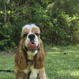 Mango - Cocker Spaniel