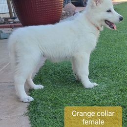 Berger Blanc Suisse Puppies from Absolute Dream White Swiss Shepherds