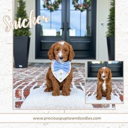 Snicker - Red  male Goldendoodle puppy in Bell Buckle, Tennessee from Precious Puptown Doodles