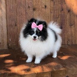 Mia - Pomeranian