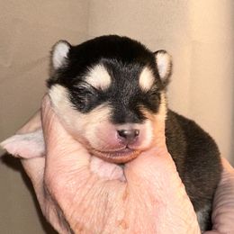 Boy 2 - Black and white male Pomsky puppy in Leesburg, Virginia from Capital Pomsky