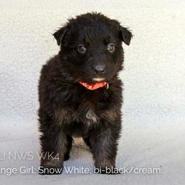 Snow White (Orange) - Black and tan female Shiloh Shepherd puppy in Vancouver, Washington from North By Northwest Shilohs “NBN”