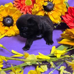 Silver Boy (red toe) - Silver male Pug puppy in Tulsa, Oklahoma from Locust Creek Pugs & Japanese Chin's