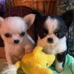Puppy 1 - Black and white male Chihuahua puppy in Springfield, Missouri from Casadelopez Tails