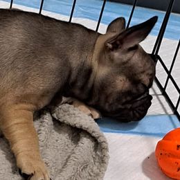 French Bulldogs from Melvin's Frenchies