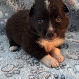 Jesse - Red & white female Miniature Australian Shepherd puppy in Stuart, Iowa from Arbor Hill Aussies